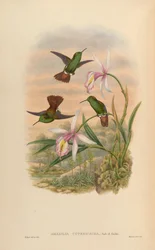 Amazilia cupreicauda